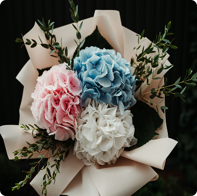 Hydrangea 2